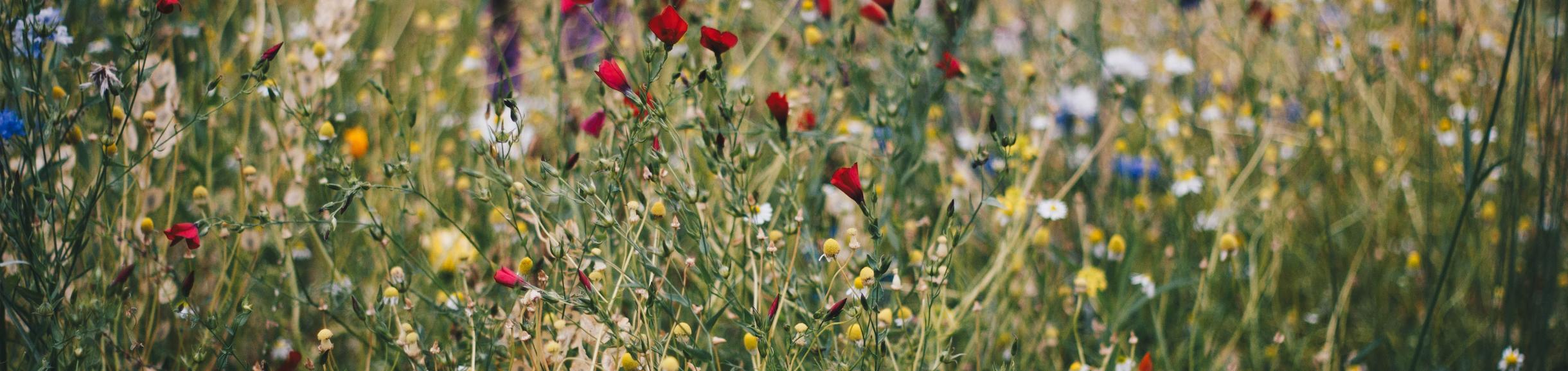 Flowers blooming in a field